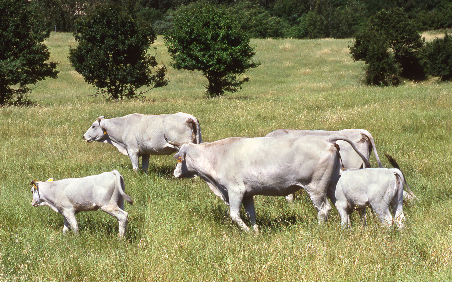 Farm Holidays Umbria